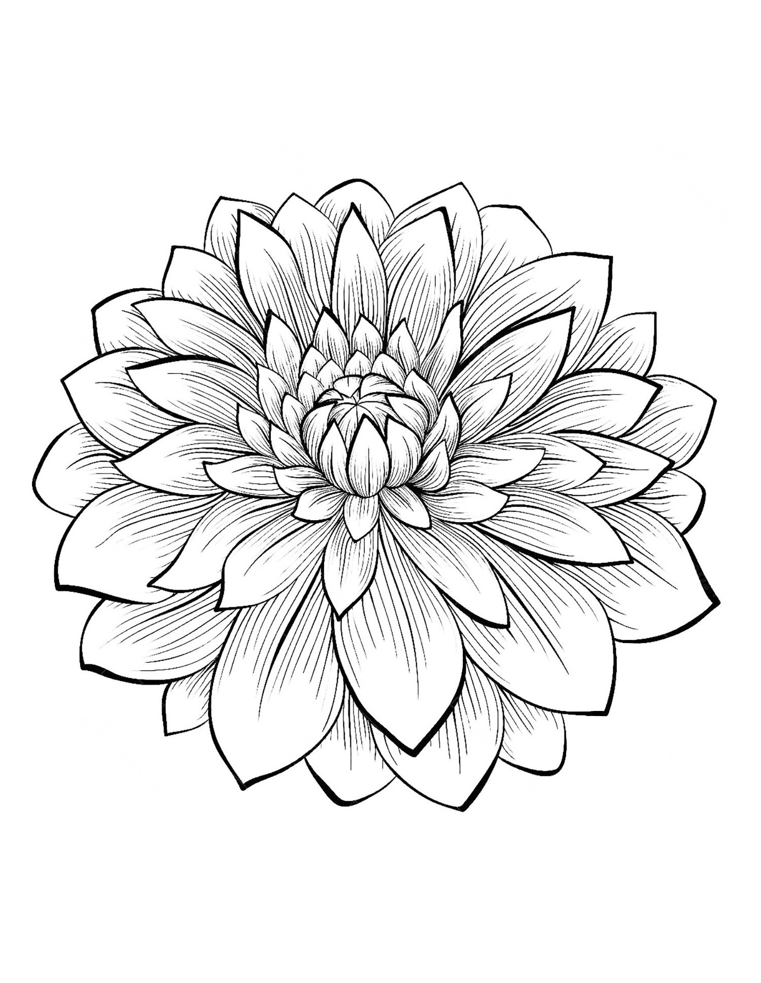 Dahlia flower - Flowers Adult Coloring Pages