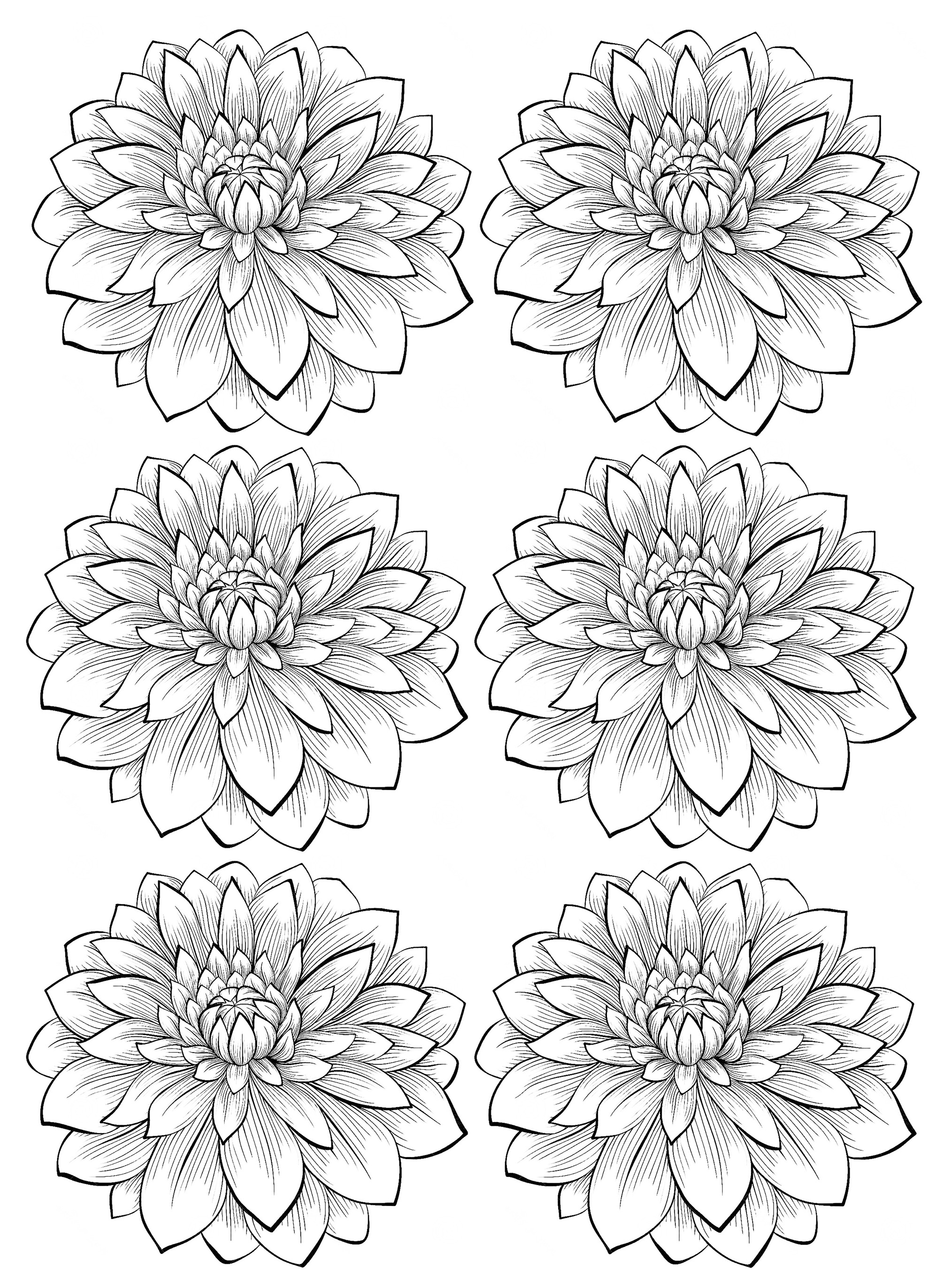 Six dahlia flower - Flowers Adult Coloring Pages