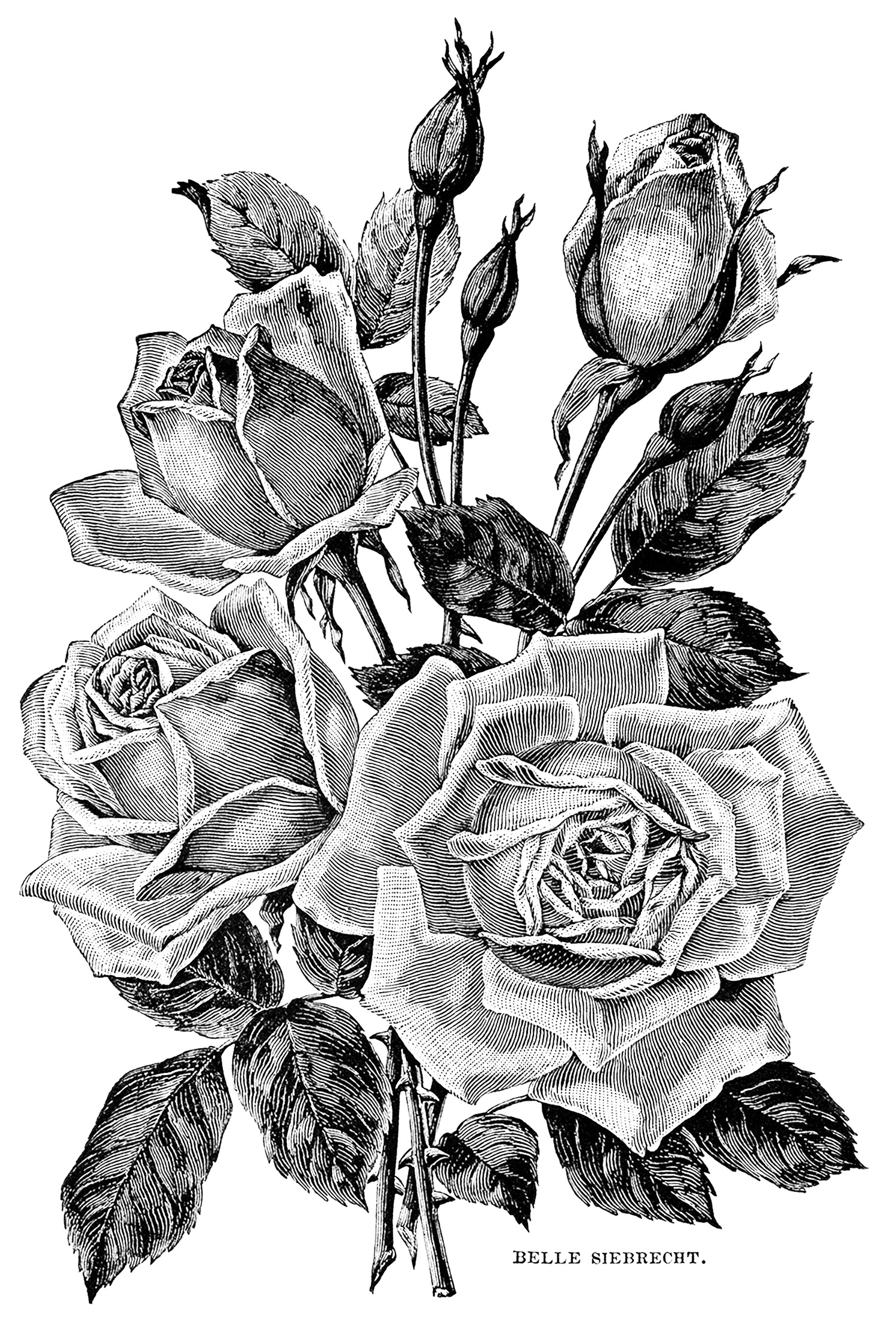 Vintage garden roses - Flowers Adult Coloring Pages