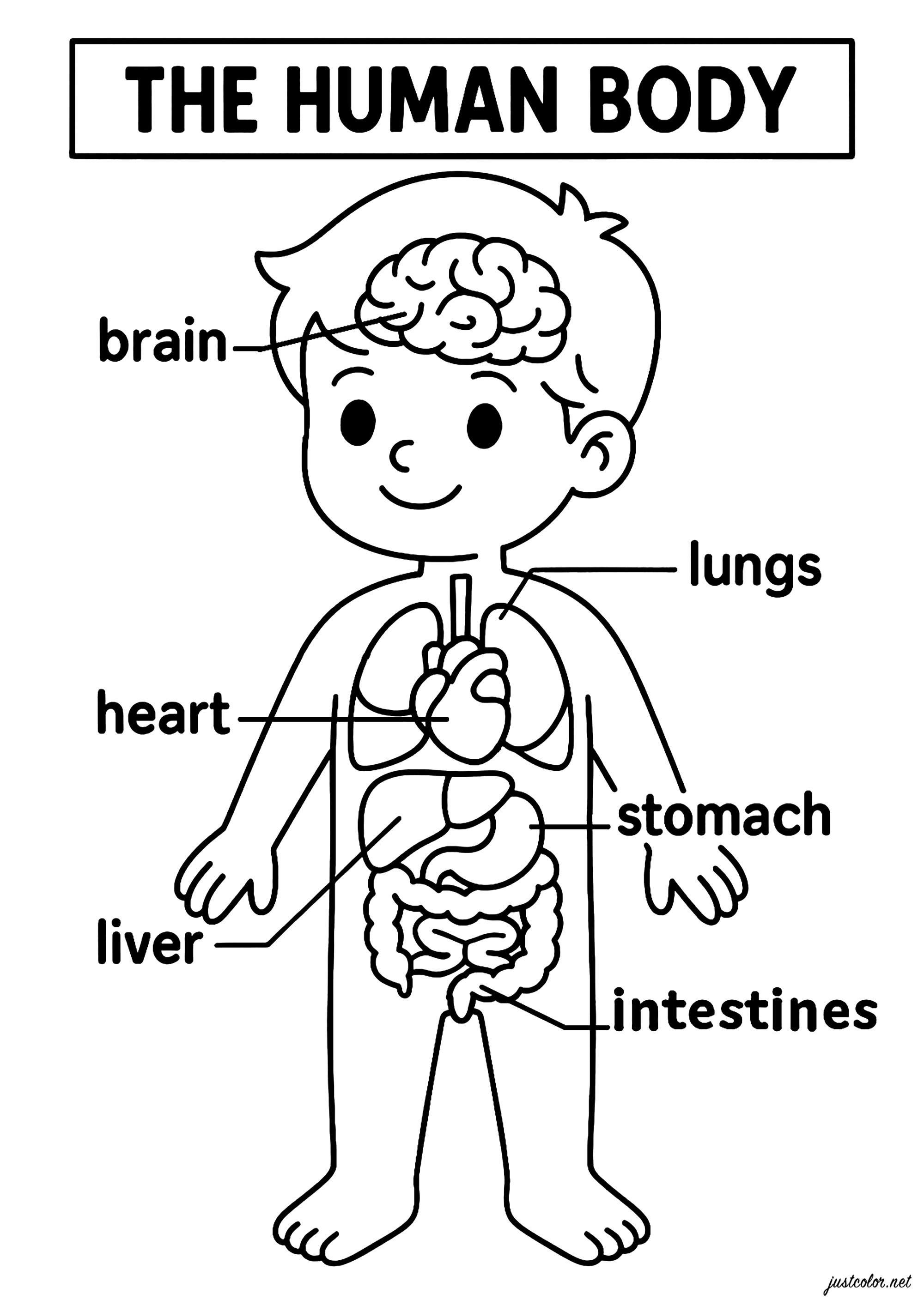 Scoprire i principali organi del corpo umano (Pagina da Colorare per bambini)