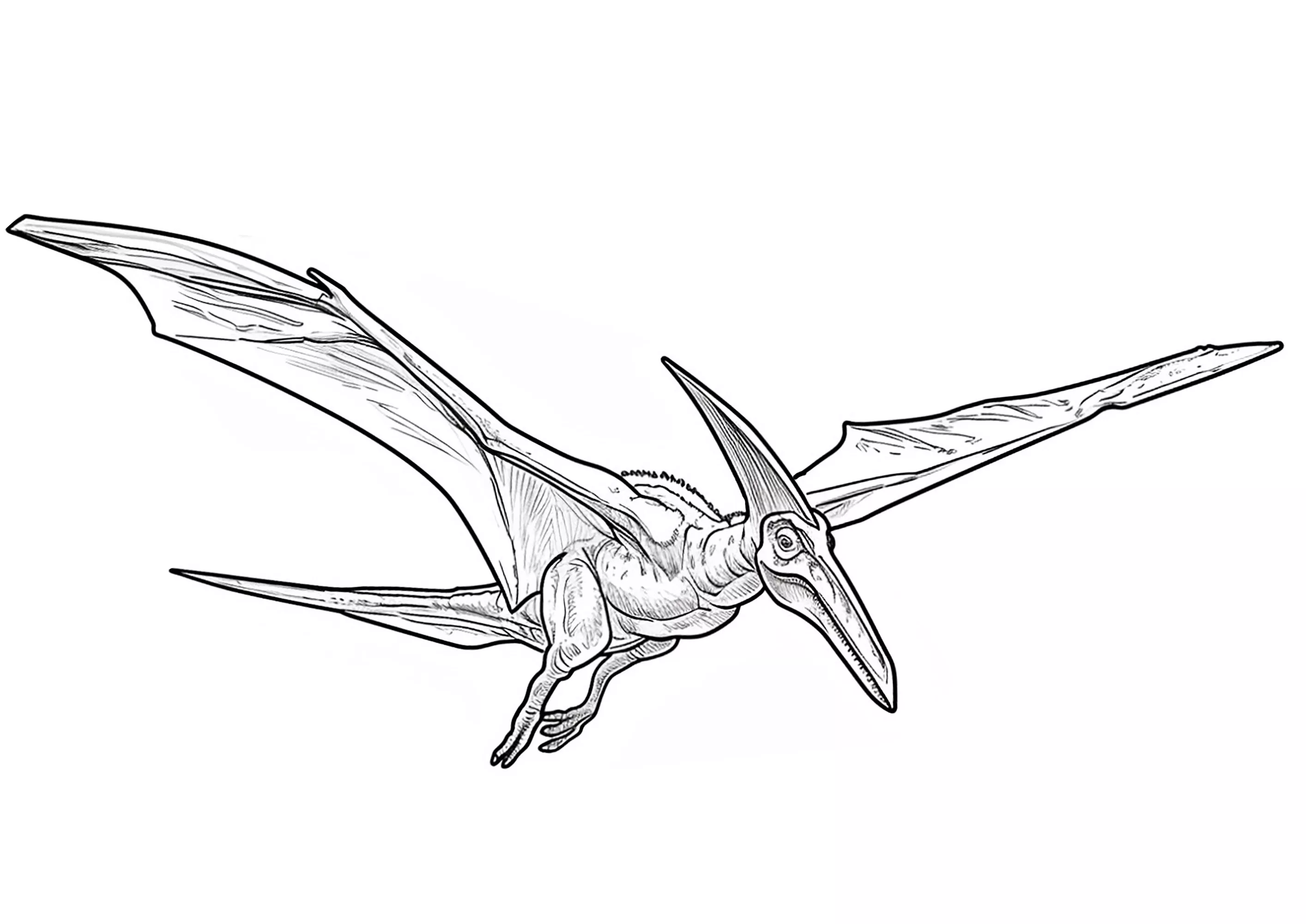 Pterodattilo in pieno volo (Pagina Dinosauri da Colorare per bambini)