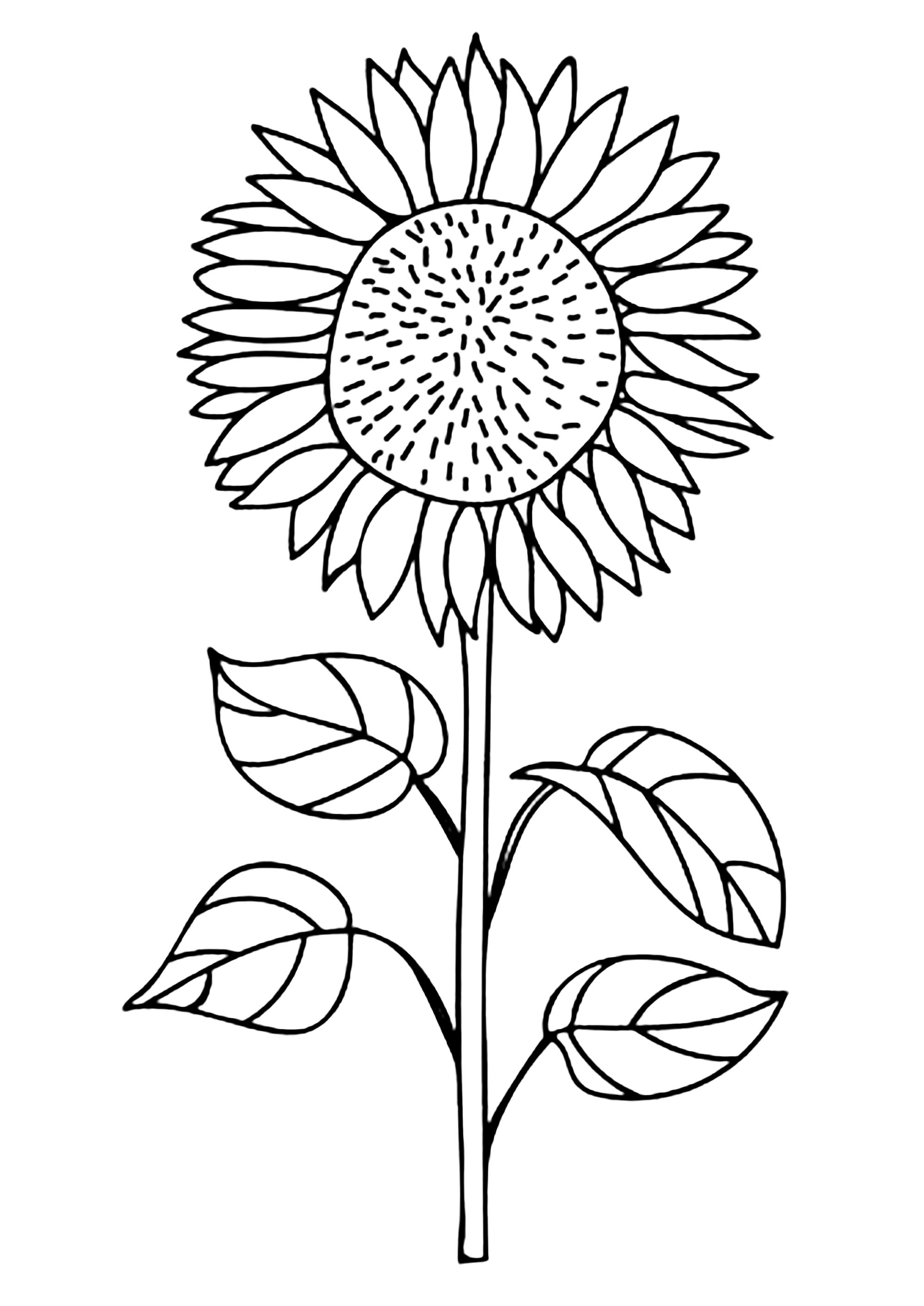 Girasole da colorare (Fiori)