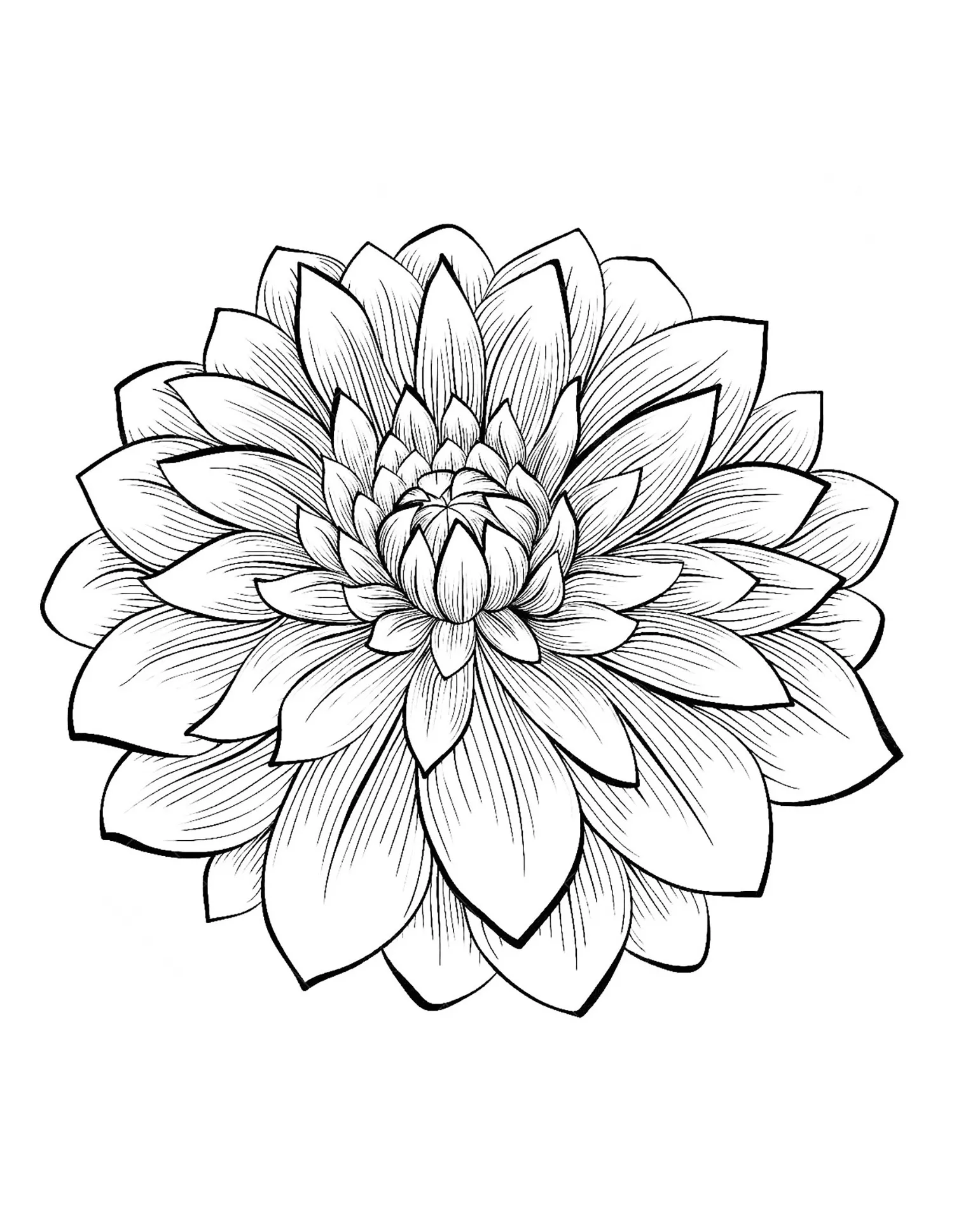 Dahlia (Pagina Fiori da Colorare per bambini)