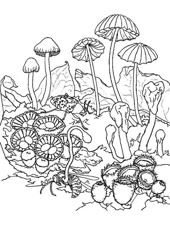 Disegno di funghi da colorare per bambini