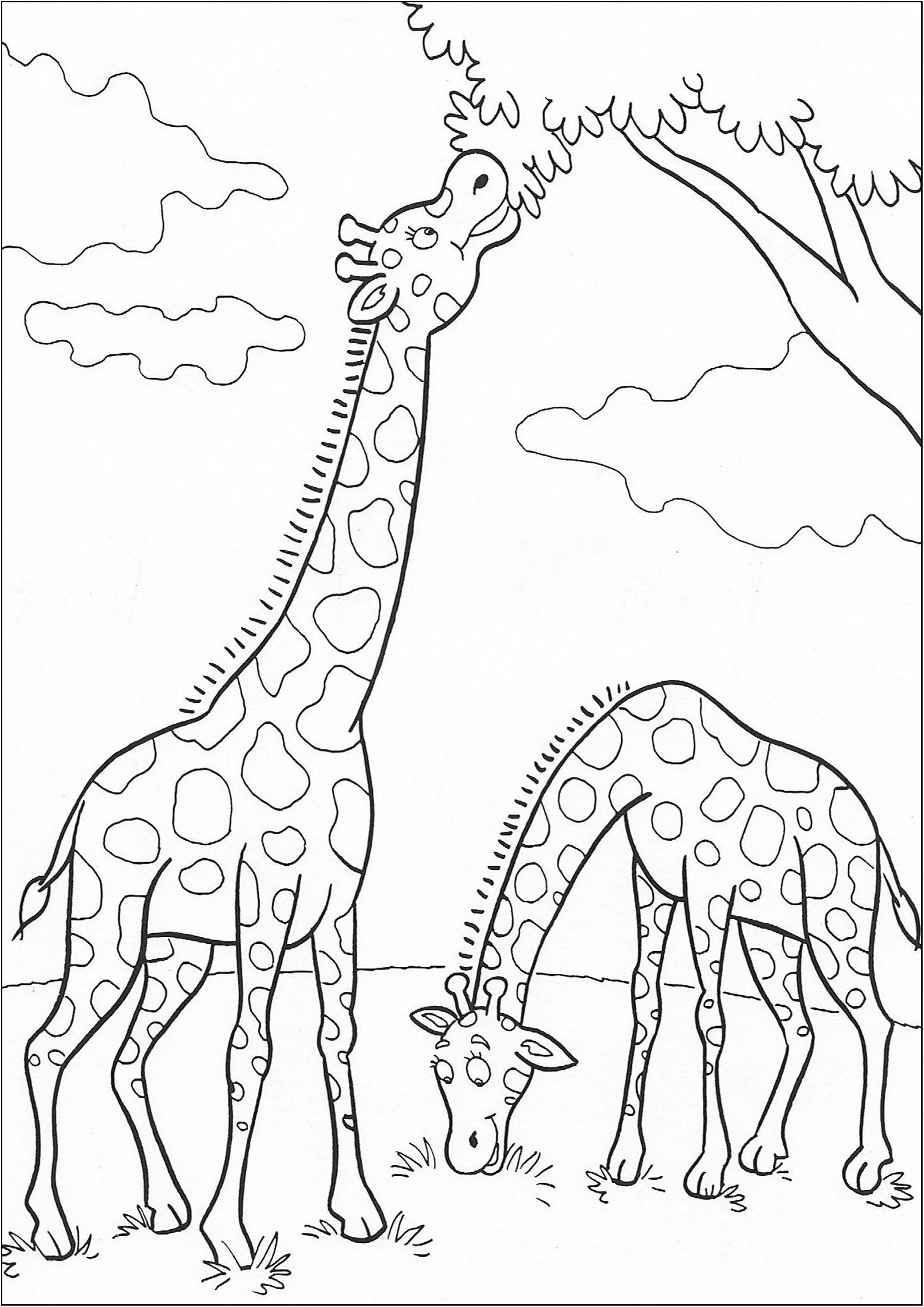 Due giraffe nel bel mezzo di un pasto (Pagina Giraffa da Colorare per bambini)