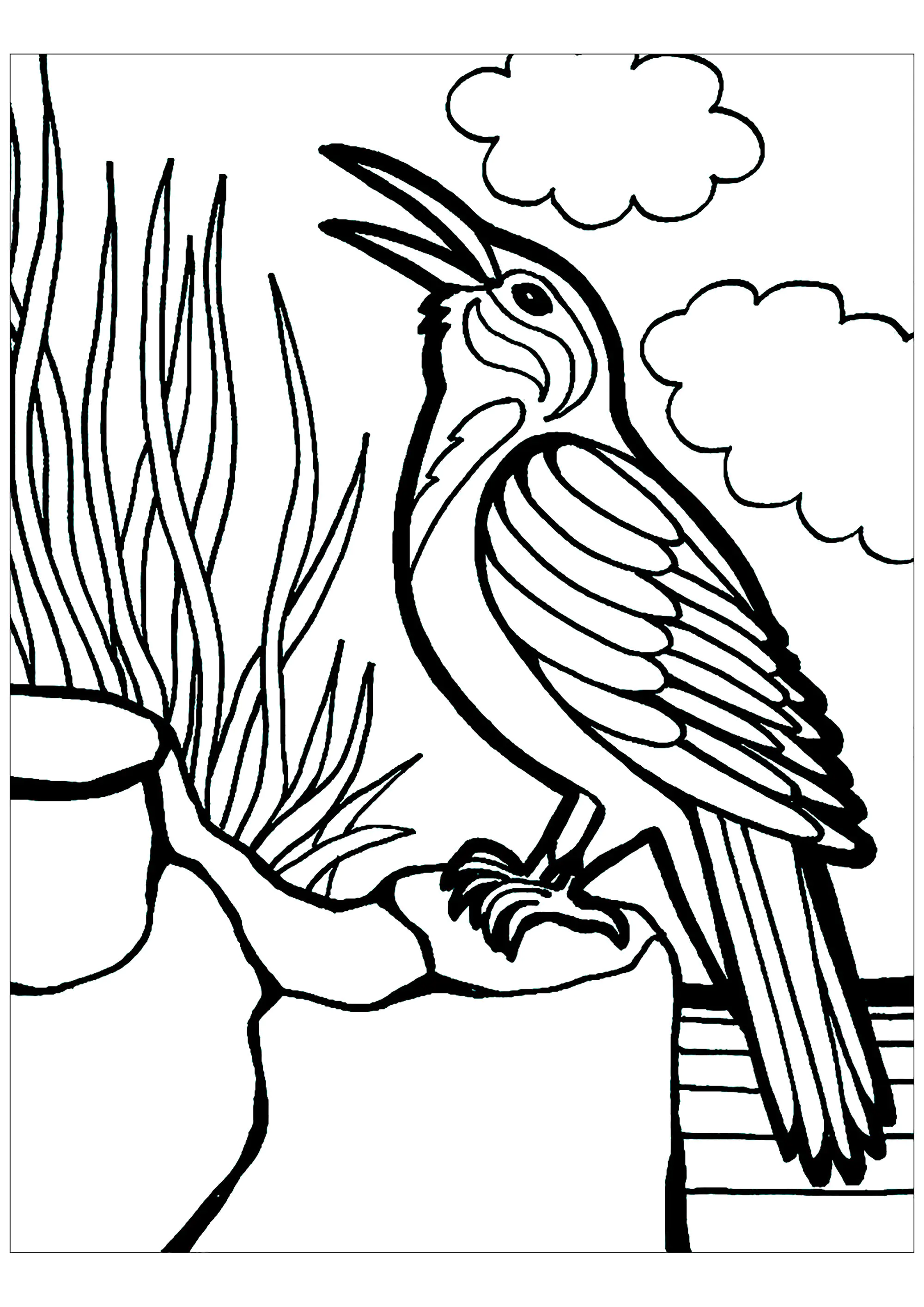 Uccello al bordo del mare (Pagina Uccelli da Colorare per bambini)