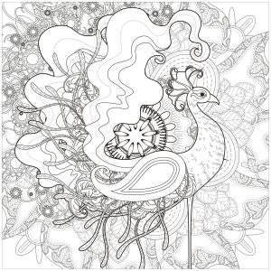 孔雀开屏 (成人着色 : 孔雀)