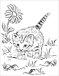 小猫在外面玩耍 (成人着色 : 猫)