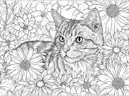供成人打印的着色页 : 猫