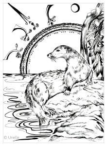 水獭 (成人着色 : 鱼)
