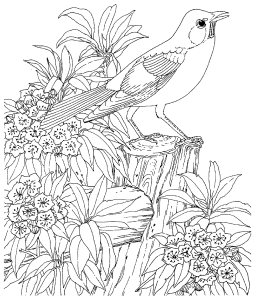 鸟类 着色页打印 (成人着色 : Images tagged "树")