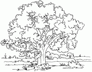 Árvore gigante num belo prado