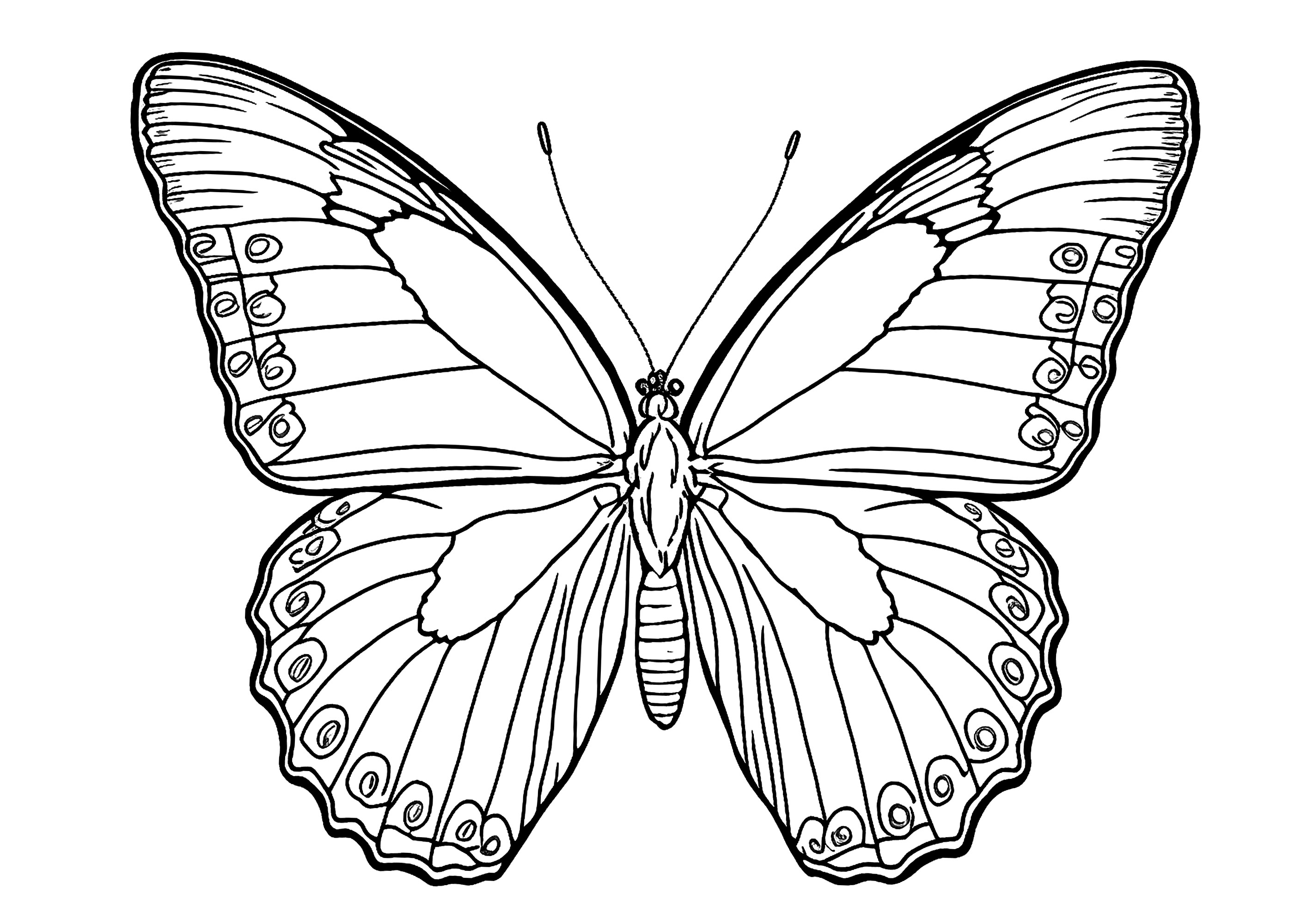 Coloração borboleta imprimível para crianças