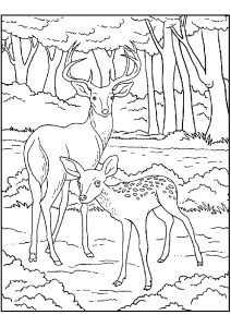 Página de para colorir e imprimir para crianças : Dois Cervos na floresta