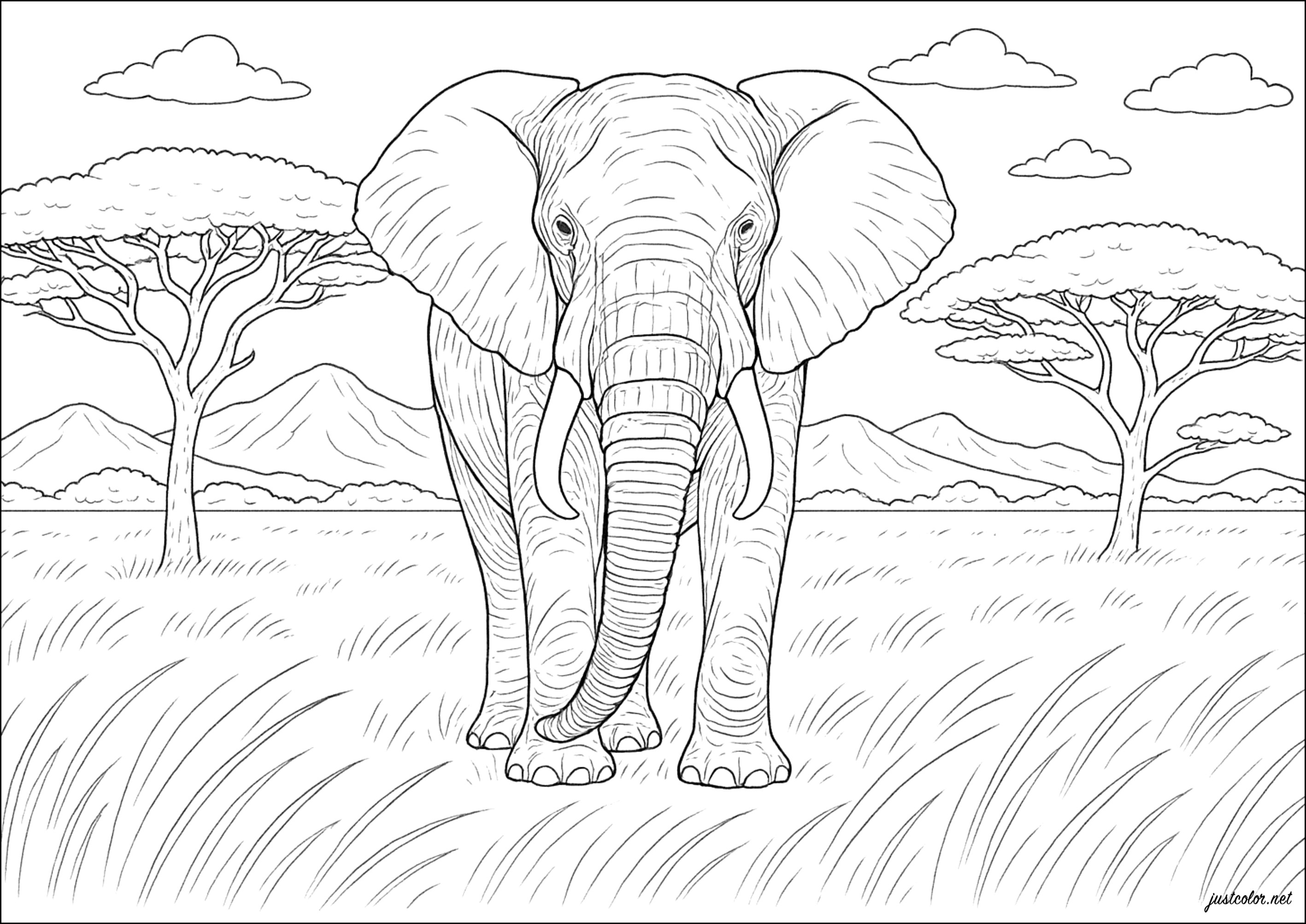 Elefante majestoso da savana (Página para colorir e imprimir para crianças)