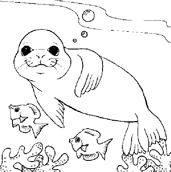 Livro para colorir de focas bebés