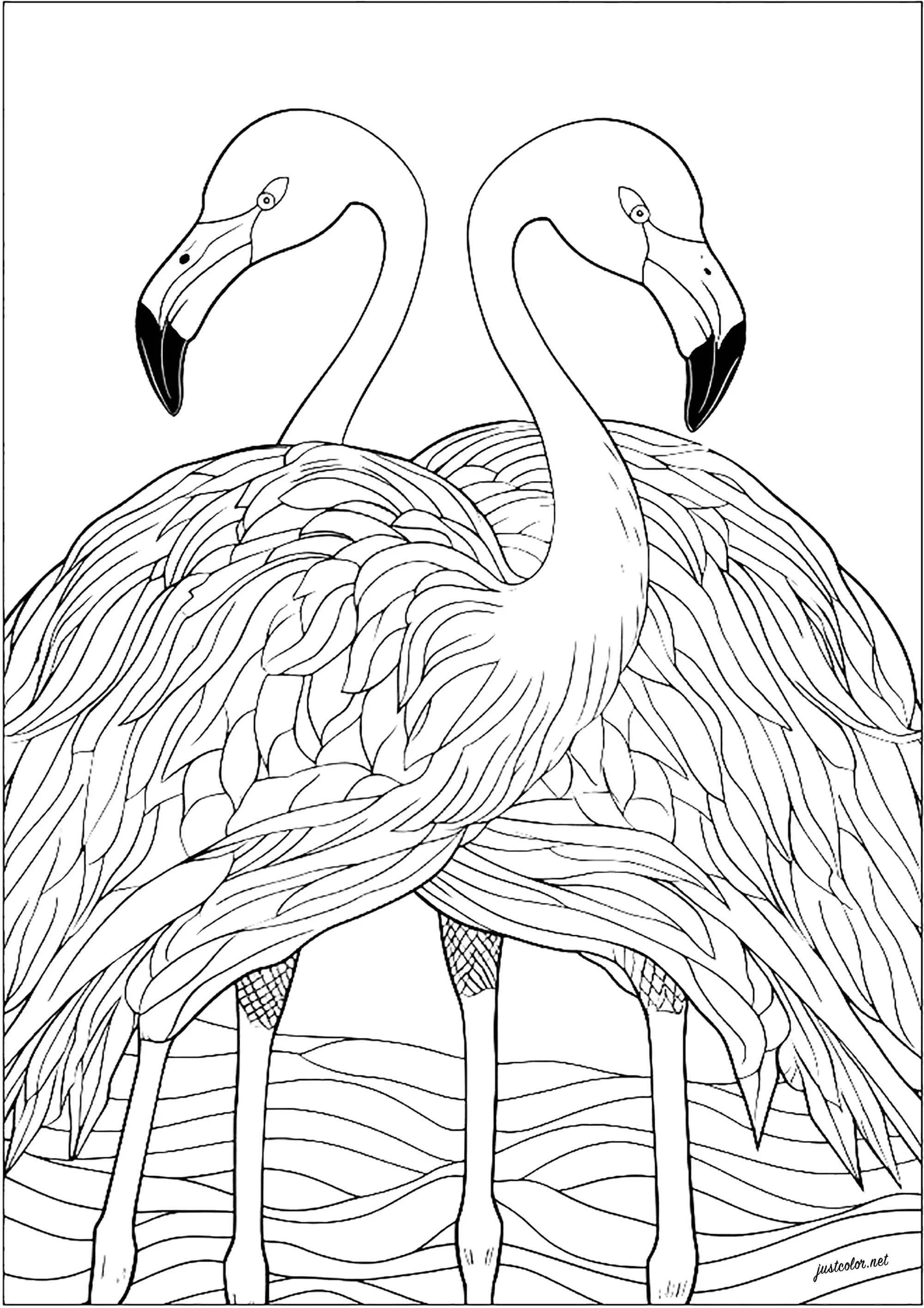 Dois lindos Flamingos cor de rosa (Página para colorir e imprimir para crianças)