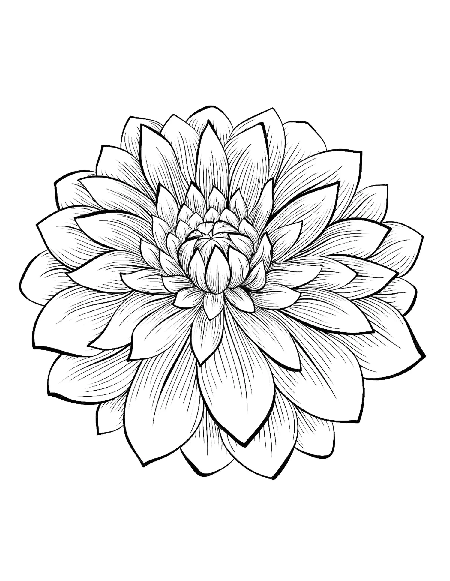 Dahlia (Página de Flores para colorir e imprimir para crianças)