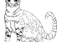 Desenhos de Gatos para colorir