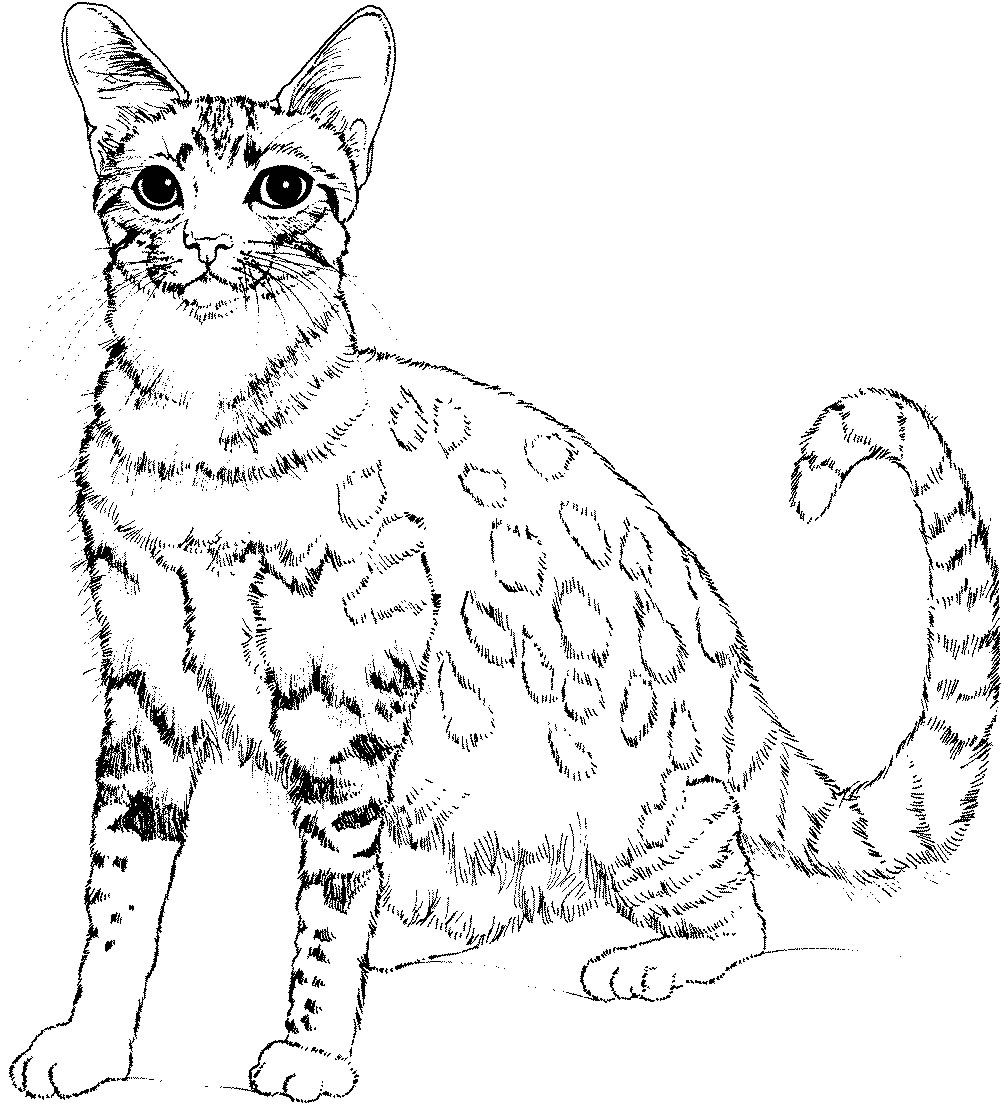 Desenho de gato realista para colorir