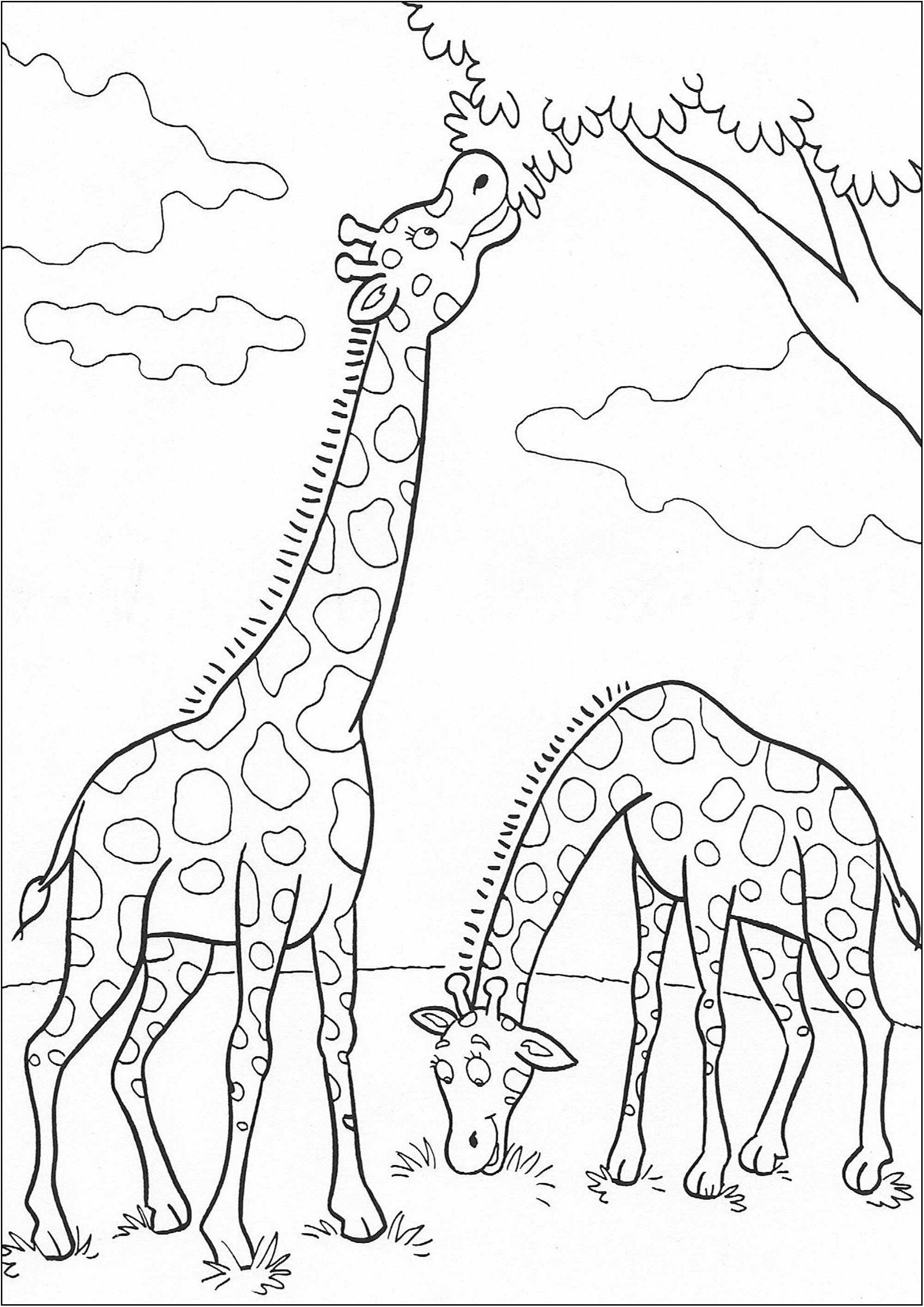 Duas Girafas a meio de uma refeição. Uma página para colorir bonita e simples com pormenores divertidos para colorir