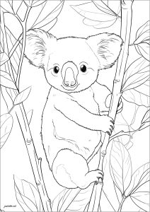 Página de para colorir e imprimir para crianças : Coala realista agarrado a um ramo de bambu