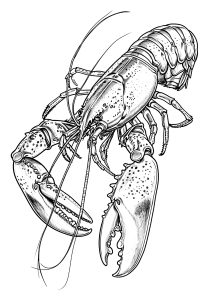 Página de para colorir e imprimir para crianças : Desenho realista de um Lagosta