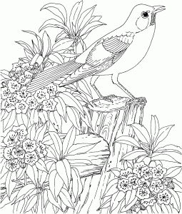 Dibujos para colorear de páginas-para-colorir-adultos para niños (Página de Páginas para colorir adultos para colorir para crianças)