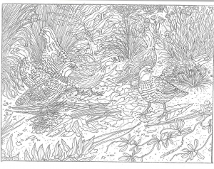 Aves no exterior, com muitos pormenores (Página de Páginas para colorir adultos para colorir para crianças)