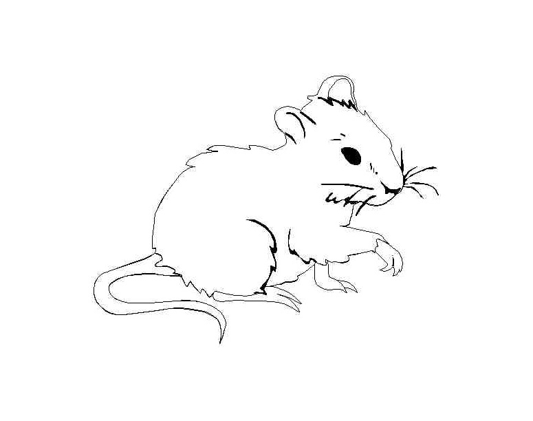 Desenho realista da Rato