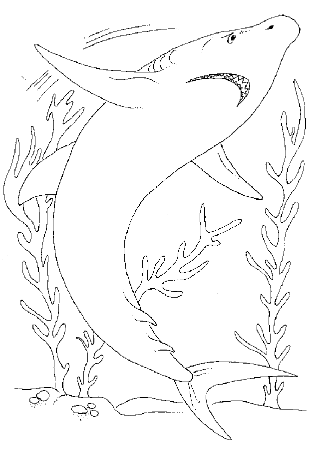 Lindo espécime de tubarão para colorir