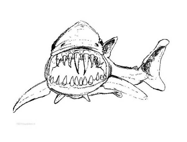 Imagem de tubarão para imprimir e colorir