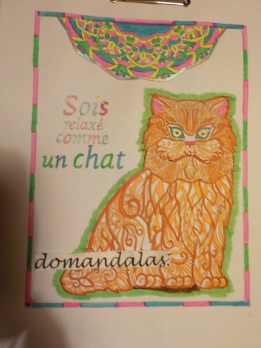 gatos