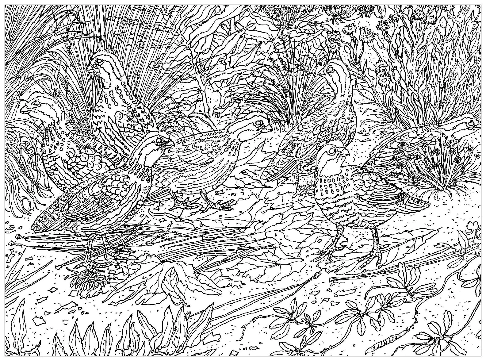 Vogel-50764 (Ausmalbild zum Ausdrucken und Ausmalen für Erwachsene)