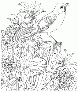 vogel-58941 (Ausmalbild)