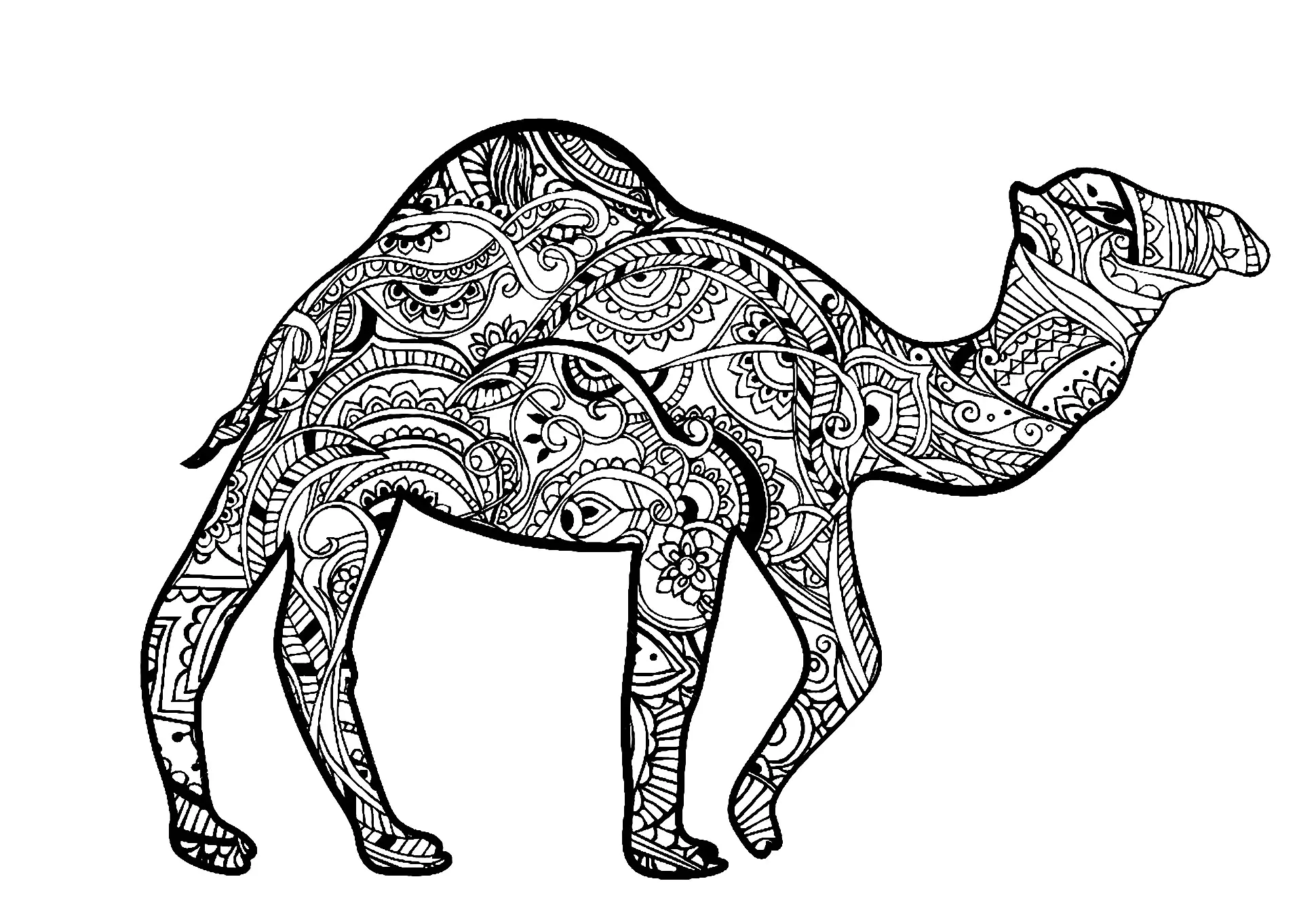 Kamele-dromedare-16366 (Ausmalbild von Kamele & dromedare zum Ausdrucken und Ausmalen für Erwachsene)