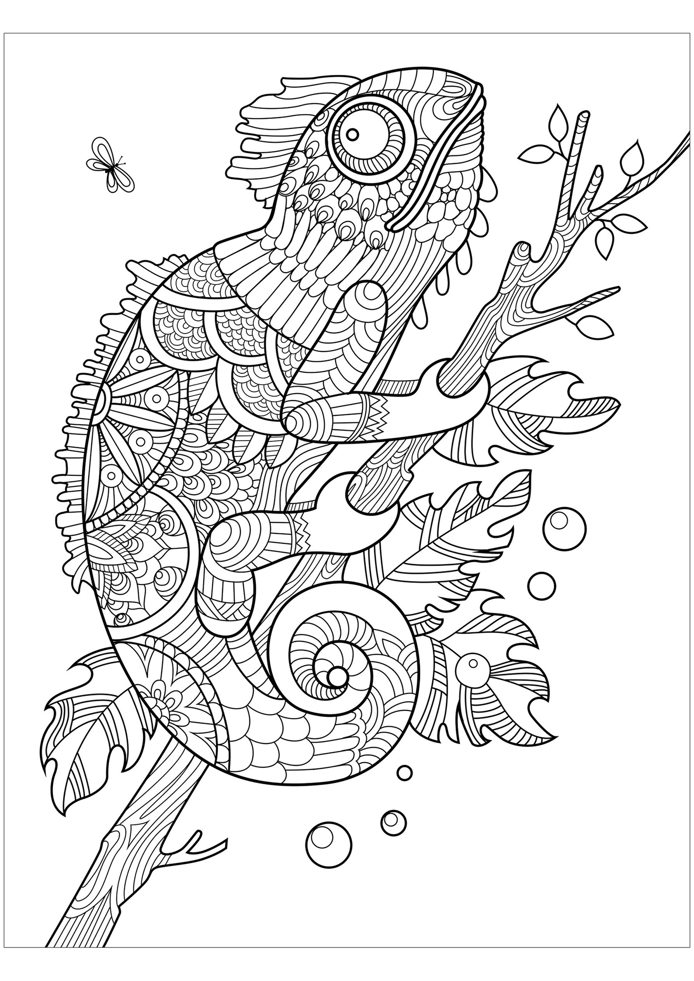 Chamäleon mit vielen einfachen Zentangle-Mustern.Vergiss nicht, die kleine Fliege auszumalen, die schnell gefressen wird!, Künstler : Alexpokusay   Quelle : 123rf