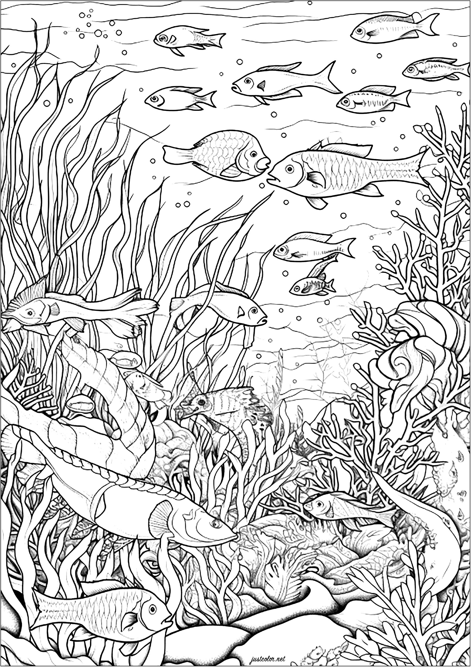Fisch und Meeresalgen. Diese Malvorlage ist eine wunderbare aquatische Malerei.Es stellt eine heitere und beruhigende Unterwasser-Szene.Sie können viele Fische schwimmen in den Meeresboden mit Algen gefüllt zu sehen.