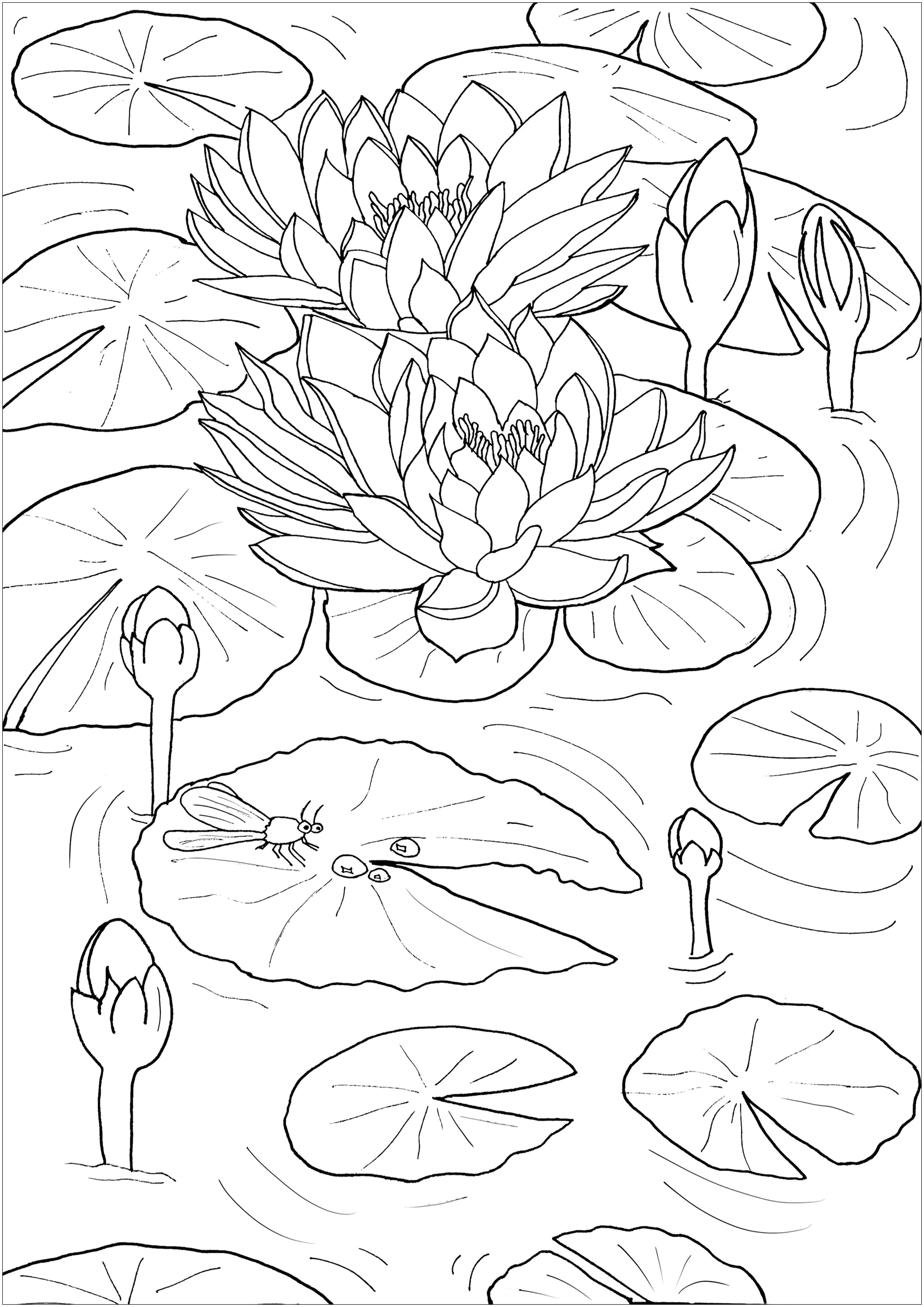 Seerosen und Kleinlibelle (Ausmalbild von Blumen & Vegetation zum Ausdrucken und Ausmalen für Erwachsene)