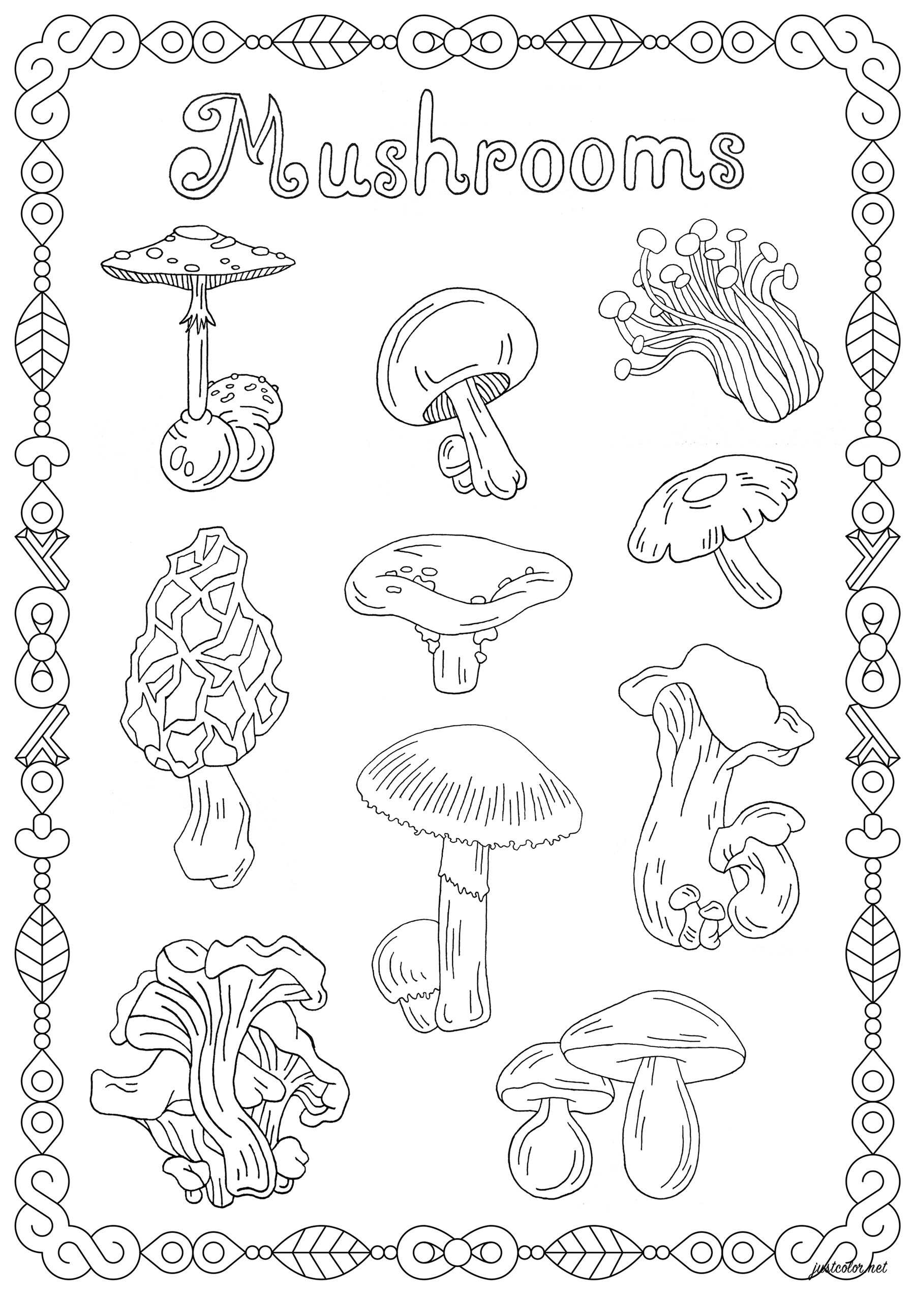 Färbe diese verschiedenen Pilzsorten, den schönen Rahmen um sie herum und das Wort 'Pilze' aus.