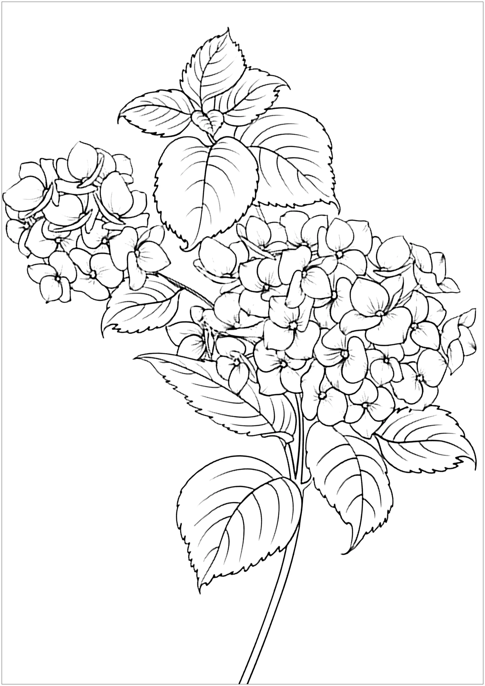Blumen & Blätter (Ausmalbild von Blumen & Vegetation zum Ausdrucken und Ausmalen für Erwachsene)