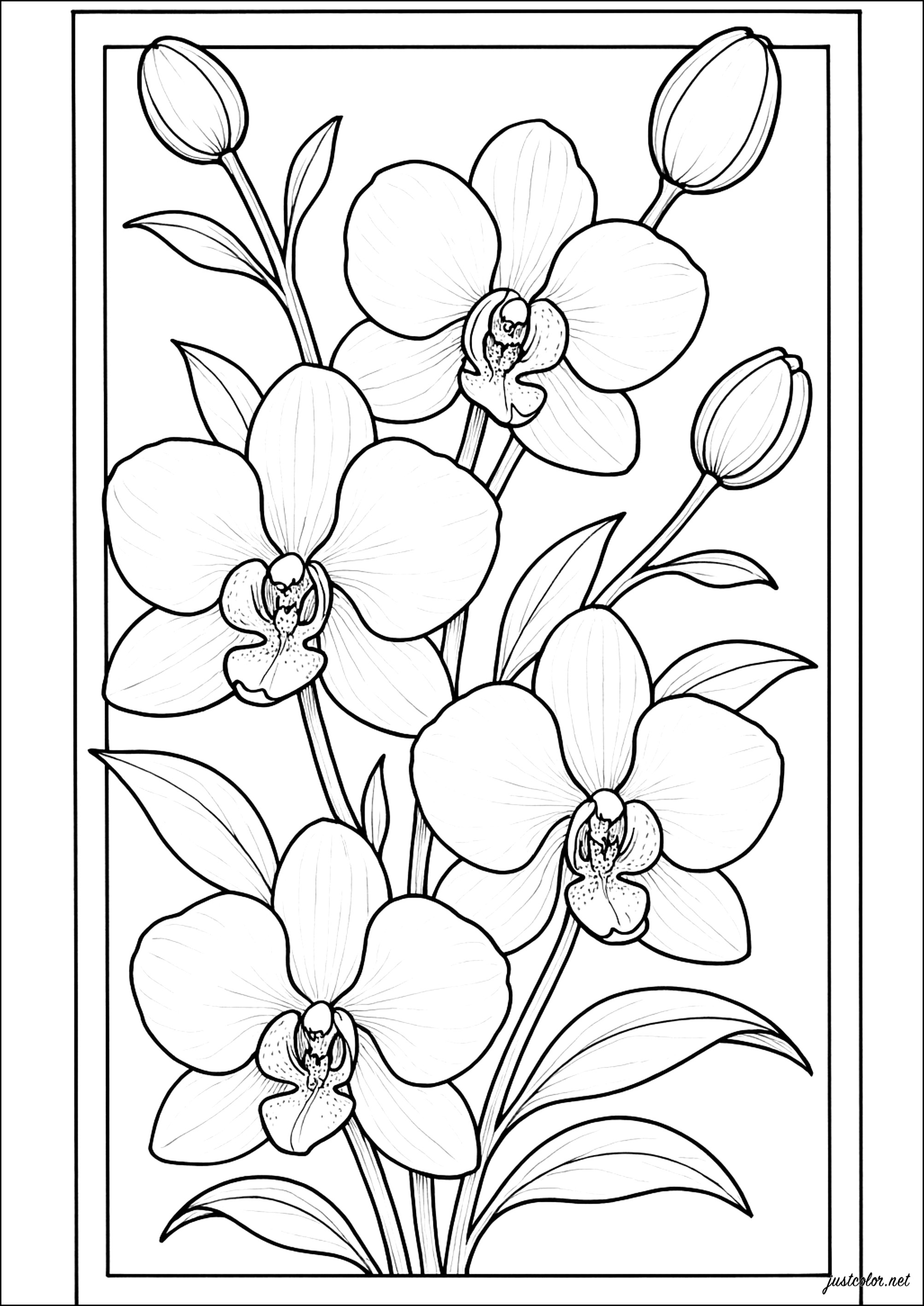 Elegante Orchideen in einem Blumenstrauß (Ausmalbild von Blumen & Vegetation zum Ausdrucken und Ausmalen für Erwachsene)
