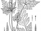Malbuch Fur Erwachsene | JustColor : Blumen & Vegetation - 9 (Ausmalbild)