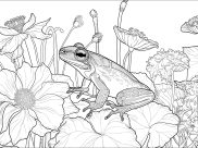 Ausmalbilder von Frösche zum Ausdrucken und Ausmalen für Erwachsene