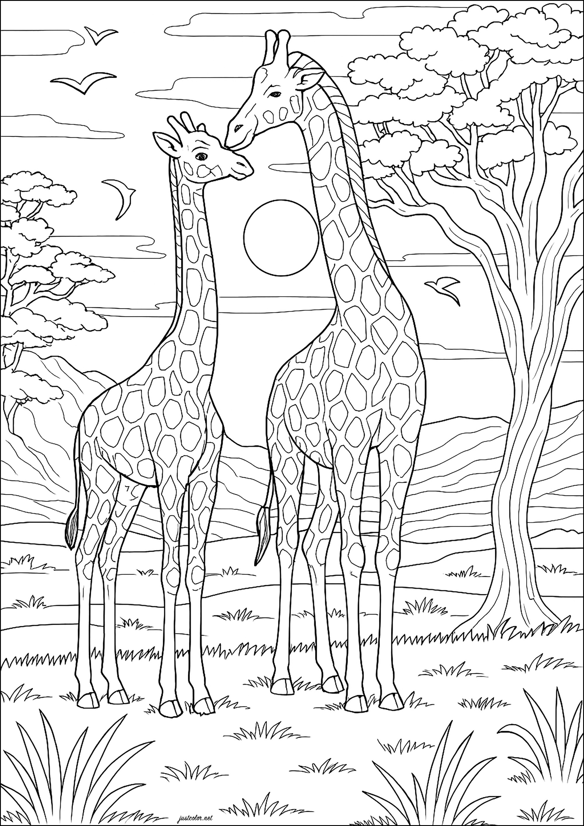 Zwei Giraffen in der Savanne bei Sonnenuntergang (Ausmalbild zum Ausdrucken und Ausmalen für Erwachsene)