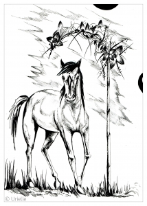 Majestätisches Pferd (Ausmalbild von Pferde)