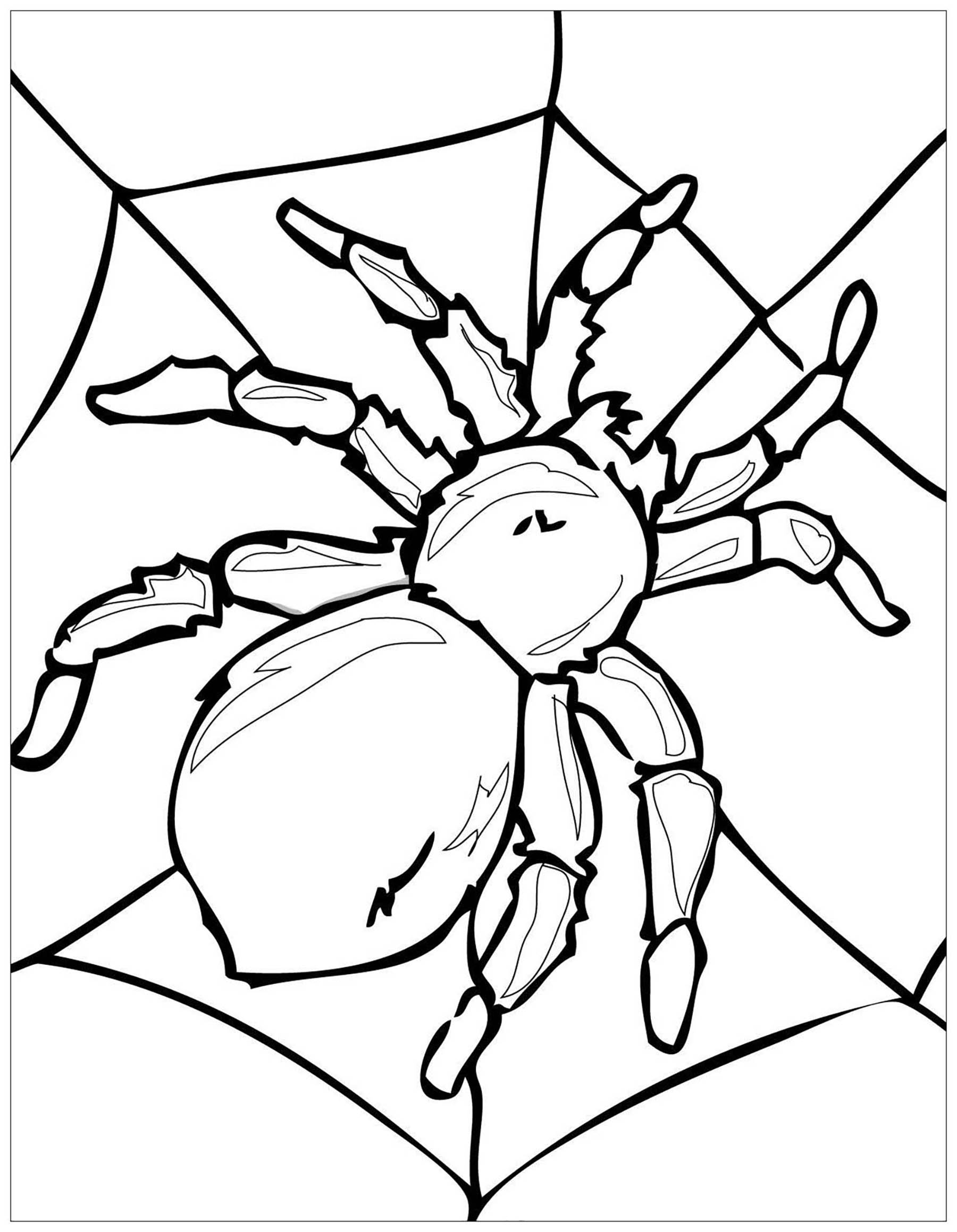 Male diese große Spinne auf ihrem Spinnennetz aus