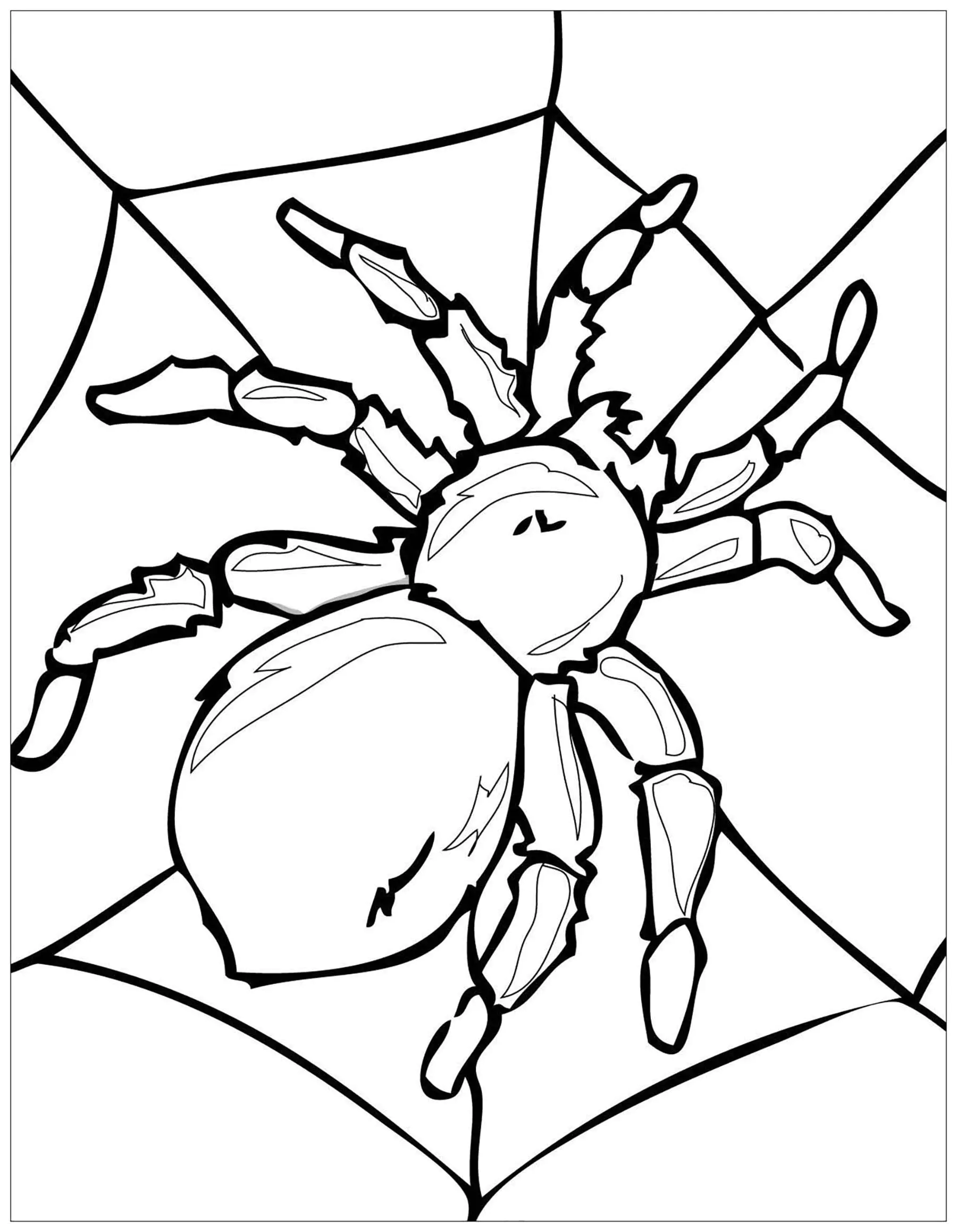 Große Spinne (Ausmalbild von Schmetterlinge und Insekten zum Ausdrucken und Ausmalen für Erwachsene)