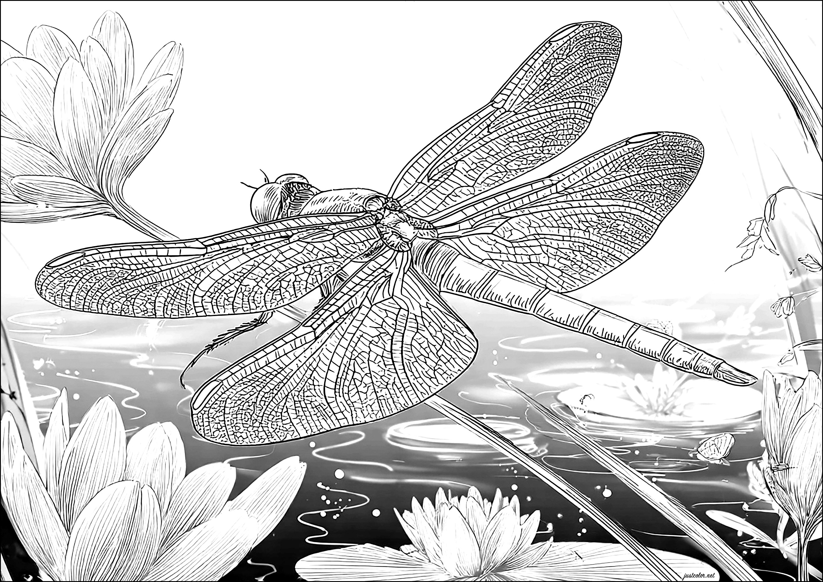 Schmetterlinge-und-insekten-68945 (Ausmalbild von Schmetterlinge und Insekten zum Ausdrucken und Ausmalen für Erwachsene)