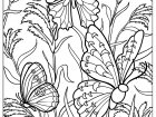 Schmetterlinge in einer grünen Natur (Ausmalbild von Schmetterlinge und Insekten)